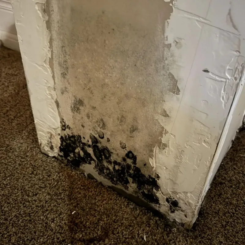 Professional Mold Removal in Collinsville, AL